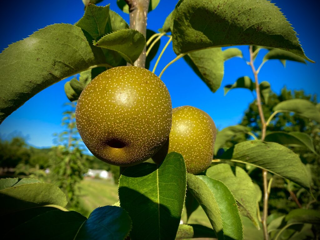 Pears