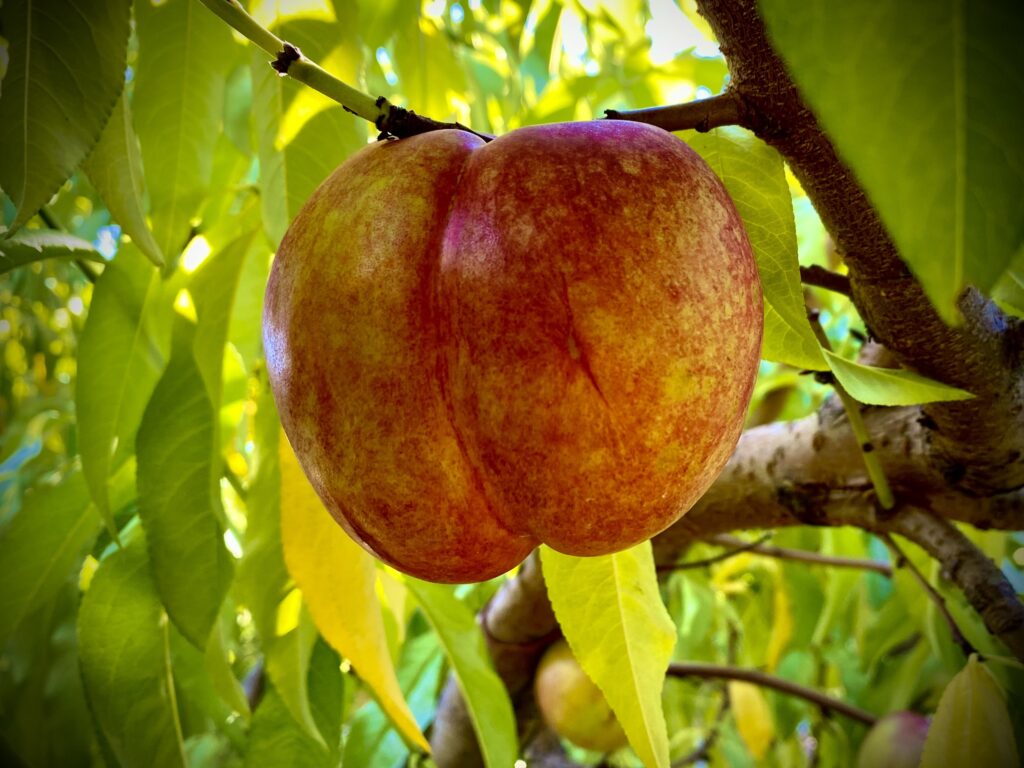 Nectarines