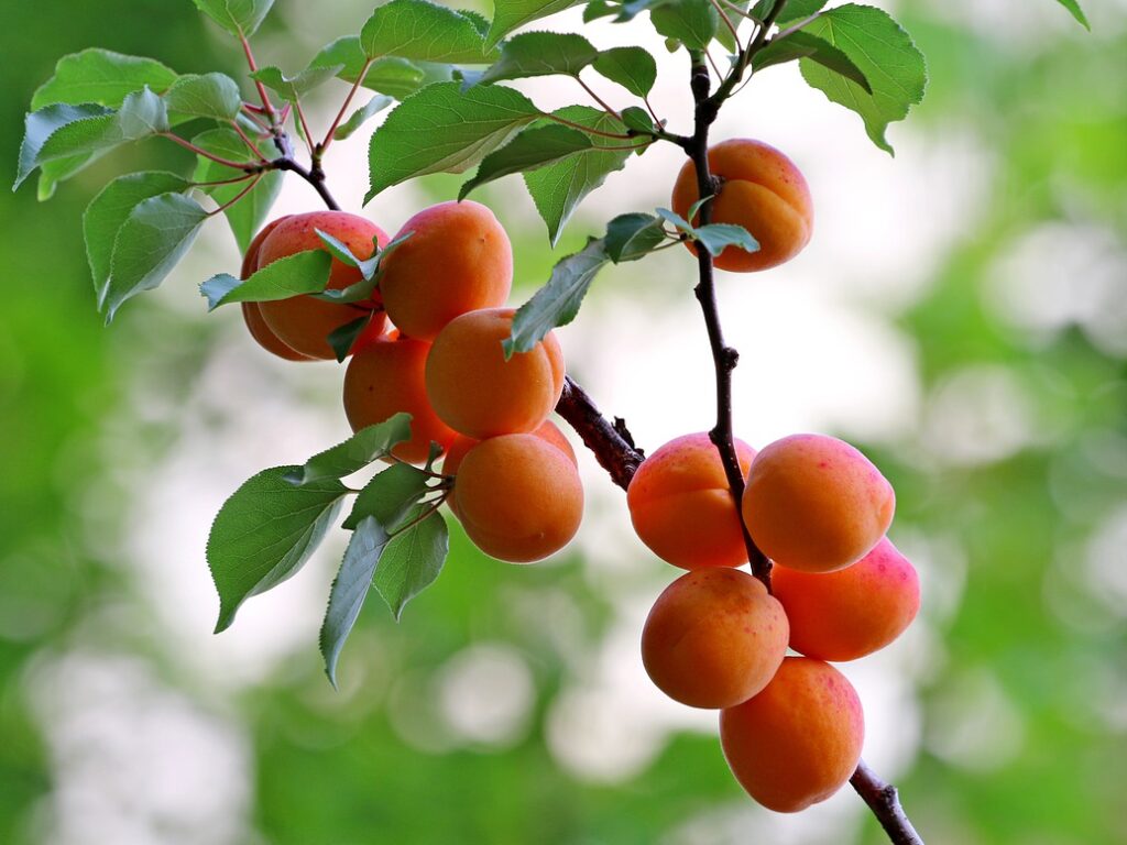 apricots, fruits, food-6474710.jpg