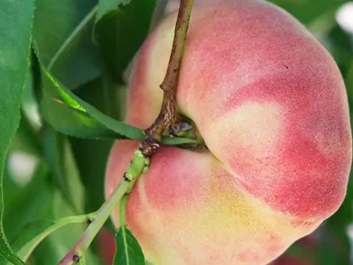 Donut Peaches